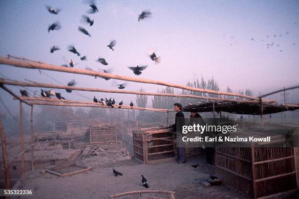 uigur man with pigeons - brieftaube stock-fotos und bilder