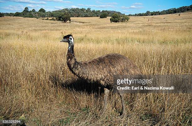 emu in pasture - emu farming stockfoto's en -beelden
