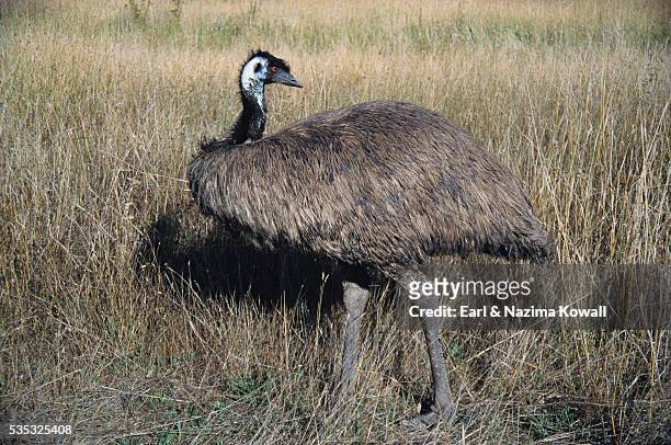 emu in meadow - emu farming stockfoto's en -beelden