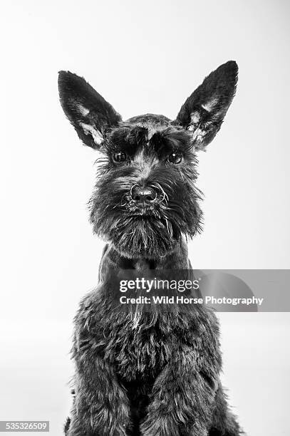 baby schnauzer looking at camera - schnauzer - fotografias e filmes do acervo