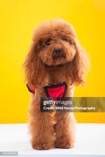 cute poodle in red cloth - poodle skirt fotografías e imágenes de stock