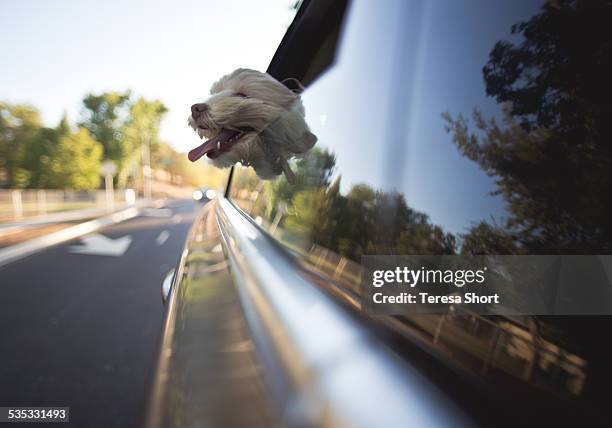 dog riding in car with head out window - dog in car photos et images de collection