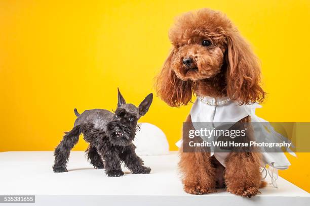 schnauzer is mean to poodle - poodle skirt fotografías e imágenes de stock