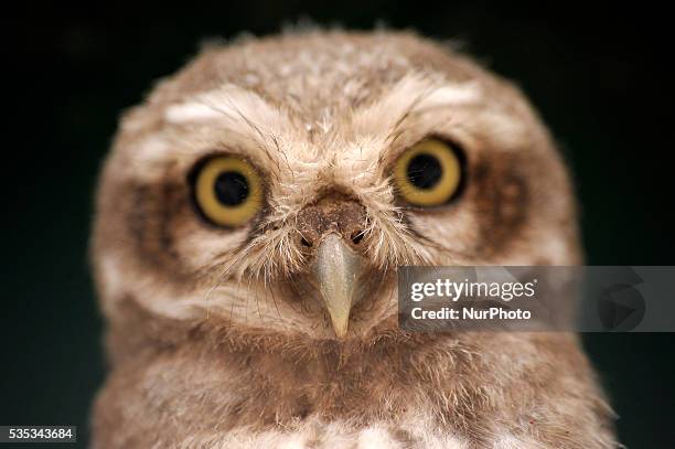 Close up view of young owl sits in the cable line wire at Kirtipur, Kathmandu, Nepal on May 29, 2016. Nepal is home to a total of 21 species of owl...