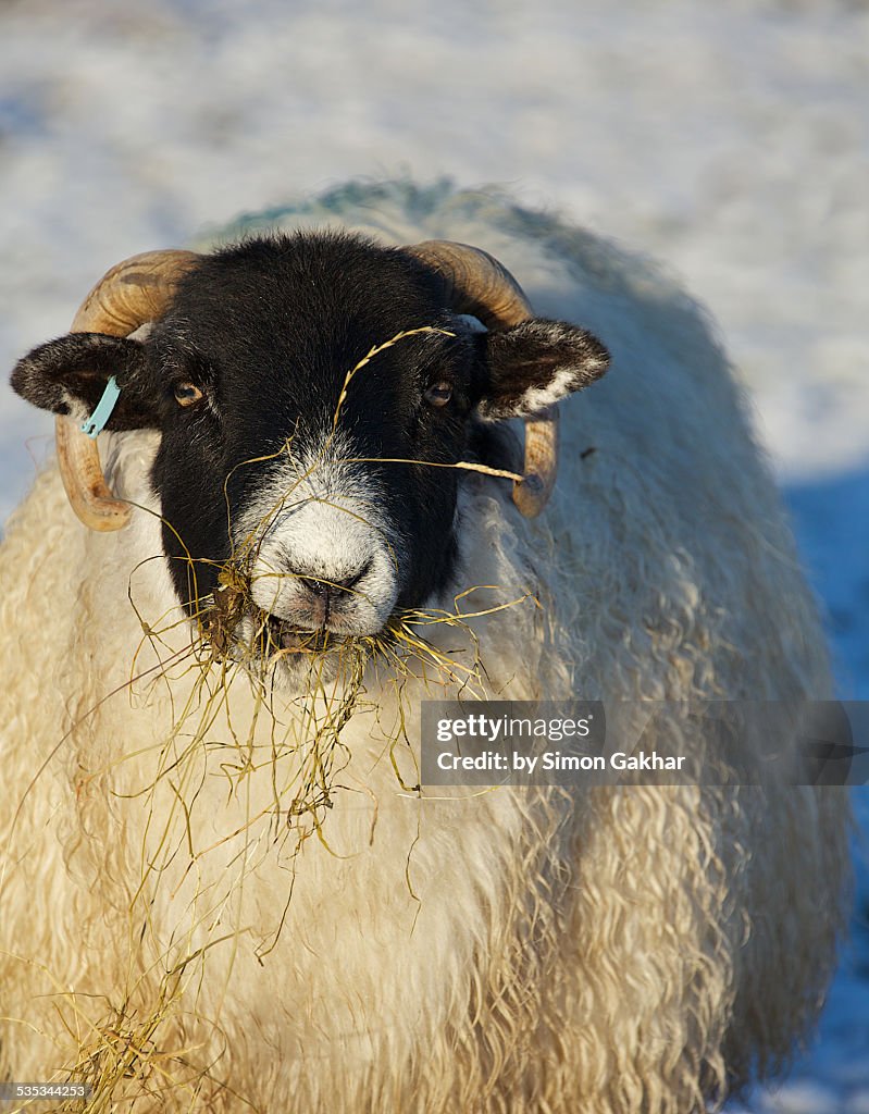 Sheep Feeding in Winter