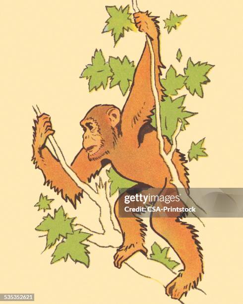ape hanging in a tree - monkey hanging stock illustrations