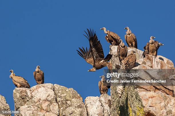 group of griffon vultures, gyps fulvus, monfrague - extremadura stockfoto's en -beelden