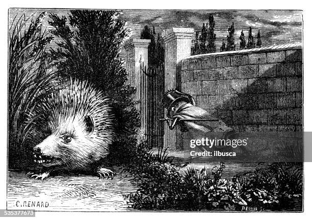 antique illustration of humanised cricket and hedgehog - cricket insect illustration stock illustrations