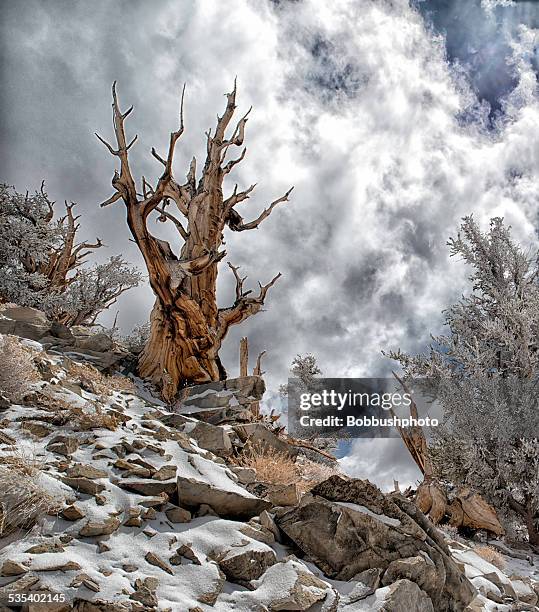 bristlecone pine with winter snow - bristlecone pine stock pictures, royalty-free photos & images