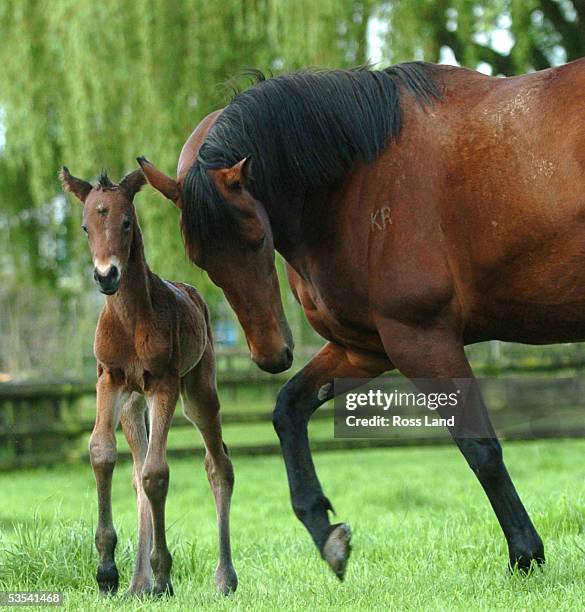 Champion mare Sunline keeps a watchful eye on her first foal, a filly by Rock of Gibraltar, at Cambridge Stud, Cambridge, New Zeland. Monday October...