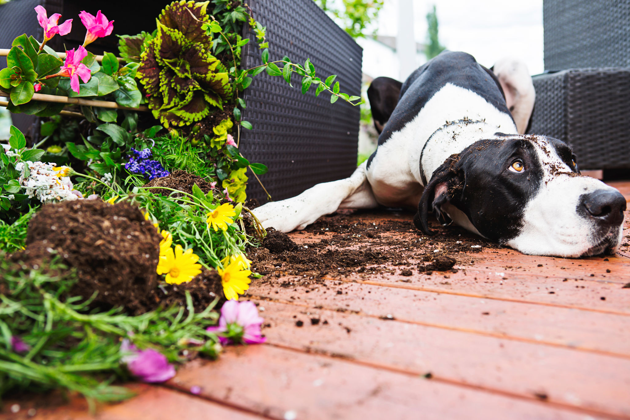 dog waste garden
