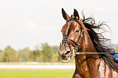 Close-up of horse on harness racing