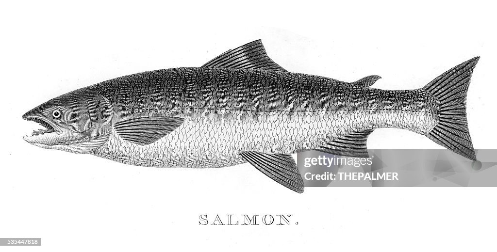 Salmon engraving 1812