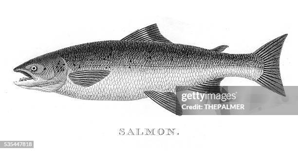 salmon engraving 1812 - animal fin stock illustrations