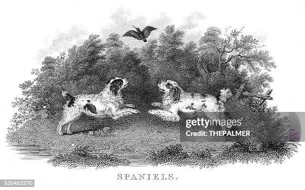 spaniels engraving 1812 - cocker spaniel stock illustrations