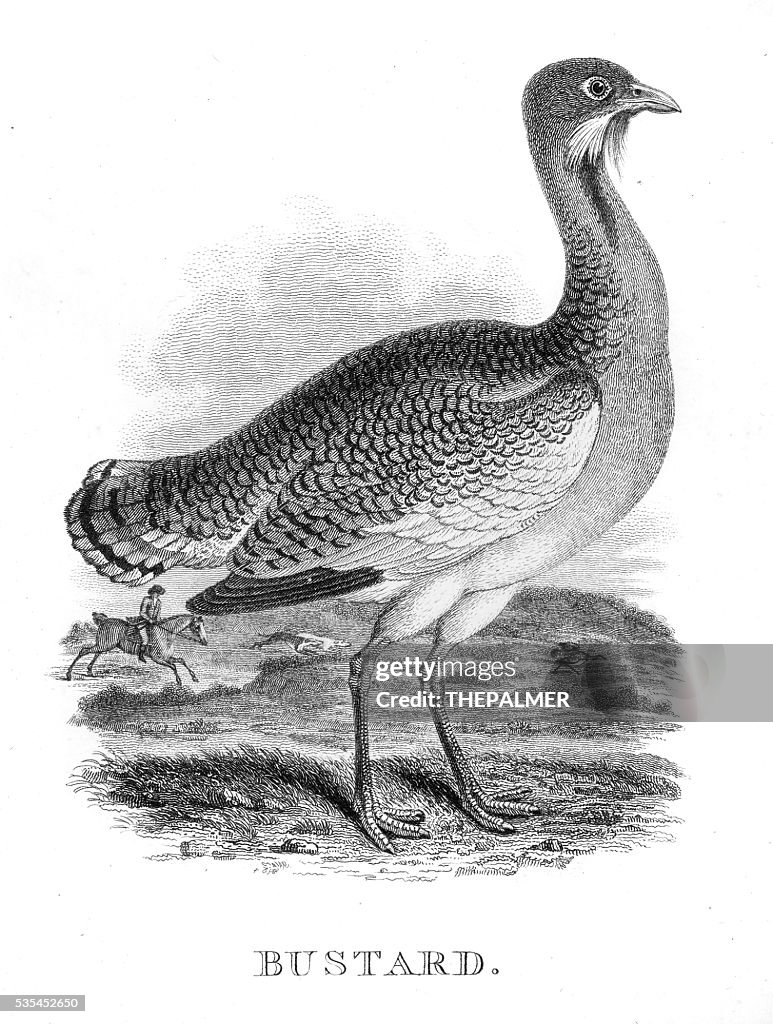 Bustard engraving 1812