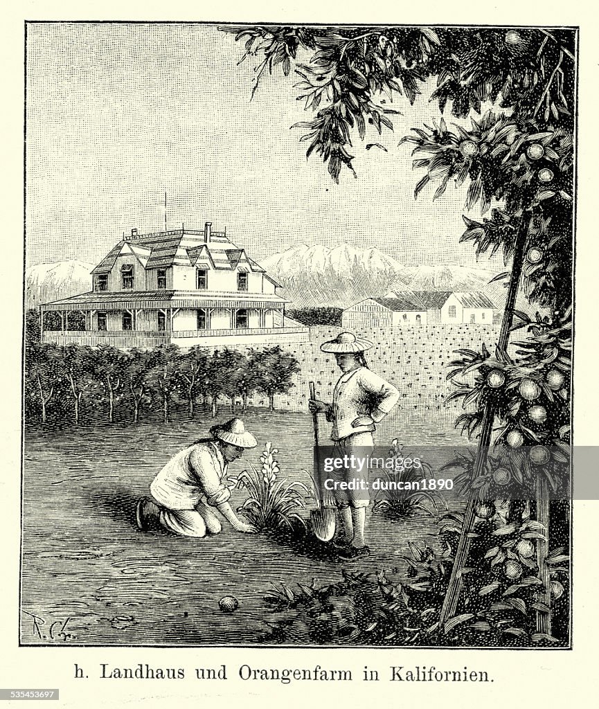 19. Jahrhundert Nordamerika-kalifornischen Orange Farm