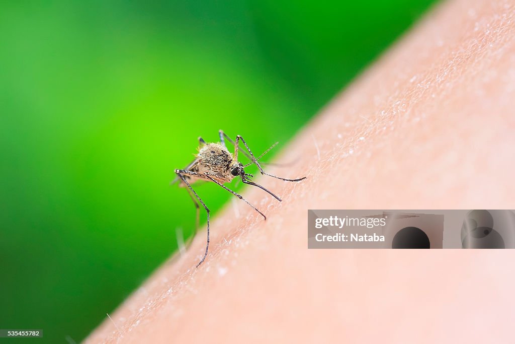 Insect mosquito drinking blood from human hand