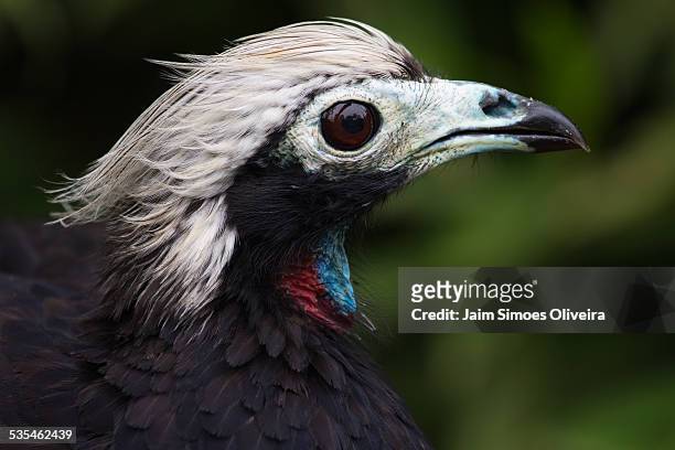 black-fronted piping-guan portrait - black fronted piping guan stock pictures, royalty-free photos & images