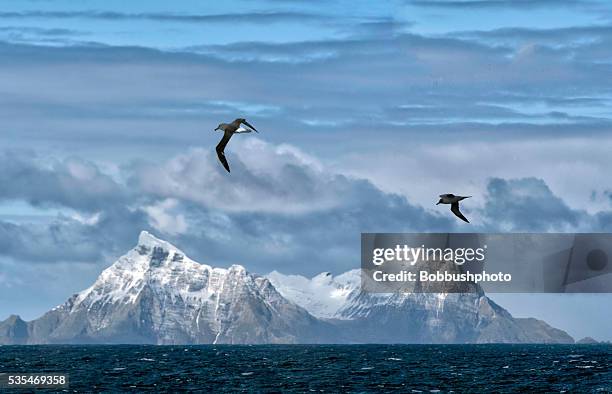 montanhas cobertas de neve, ilha geórgia do sul - albatros - fotografias e filmes do acervo