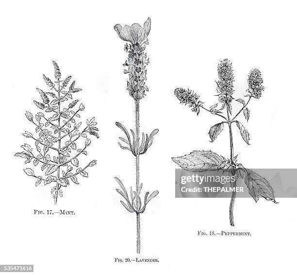 herbs mint lavender engraving 1898 - lavender stock illustrations
