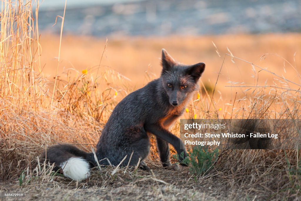 Grey fox at sunset
