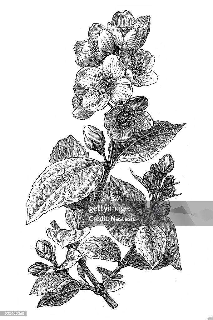 Orange Jessamine or Mock Orange Flowers