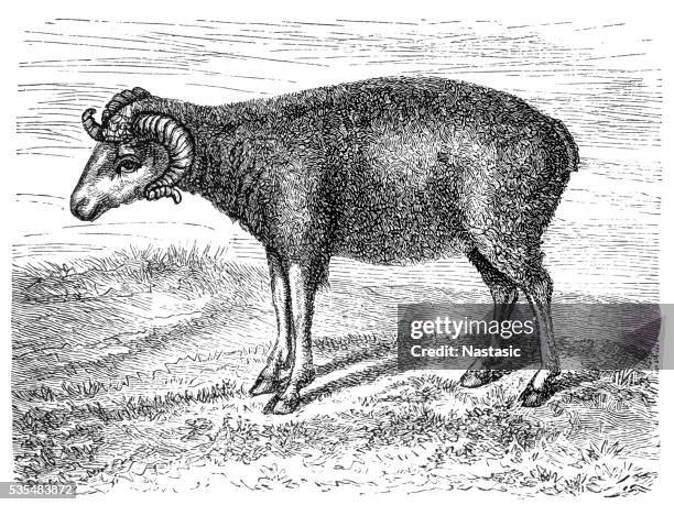 merino ship - sheep wool stock illustrations