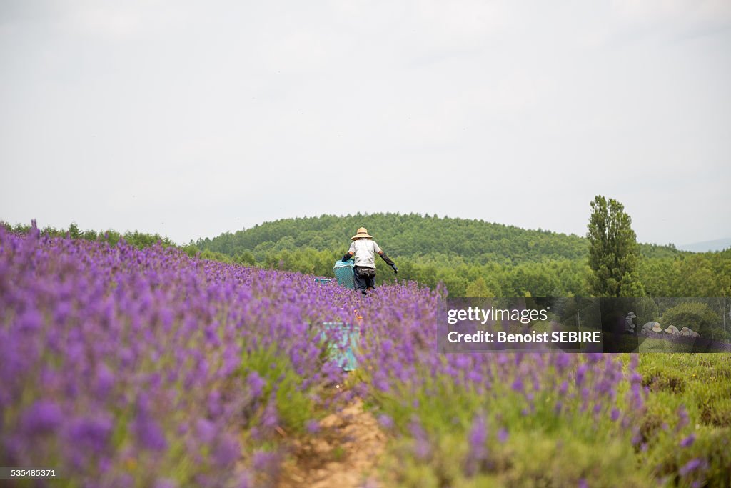 Furano lavender fields
