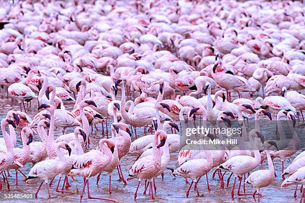 Pink Flocks 1,975 Pink Flamingo Flock Stock Photos, High-Res Pictures, and Images ...