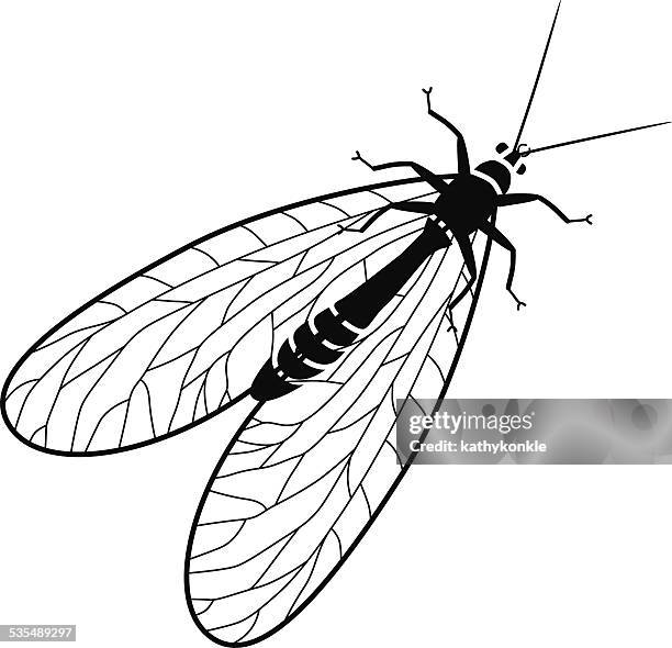 vector lacewing flying insect in black and white - lacewing stock illustrations