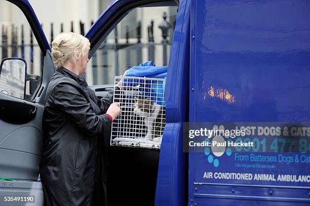 New cat called Larry, the Downing Street cat arrives for the first time amid media coverage and high security in a Battersea Cats and Dogs home van...