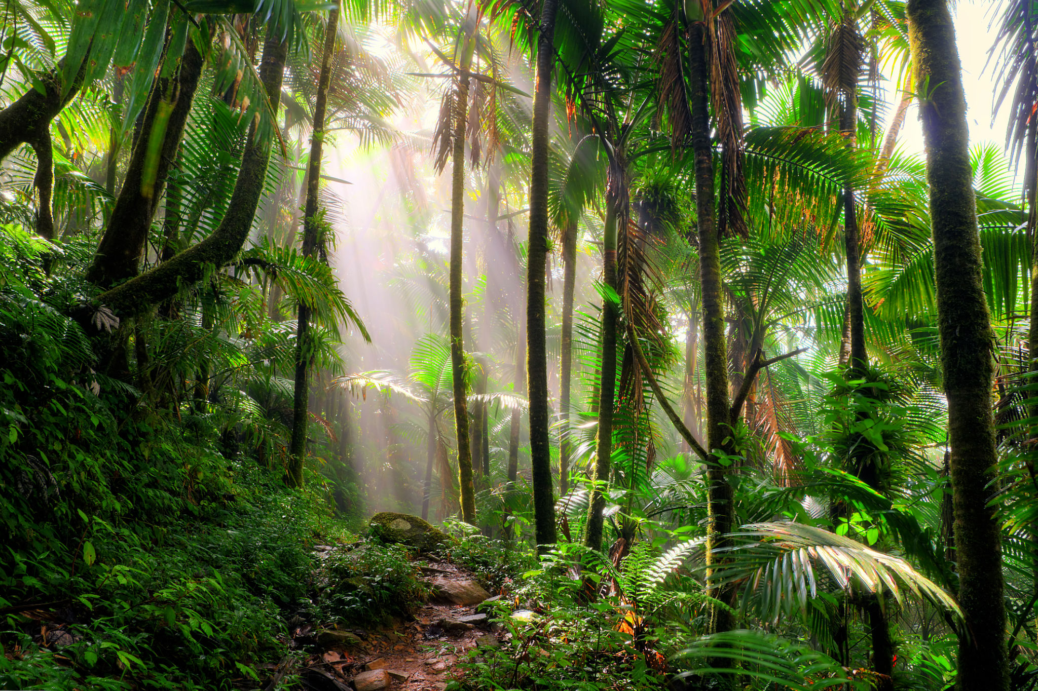 puerto rico nature