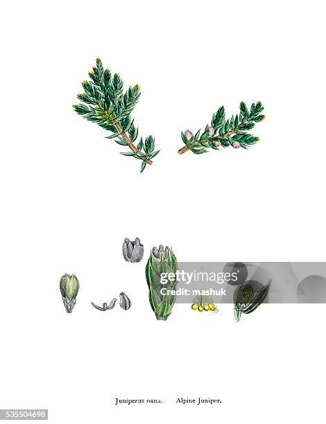 junipers tree branch with berries - juniper tree stock illustrations