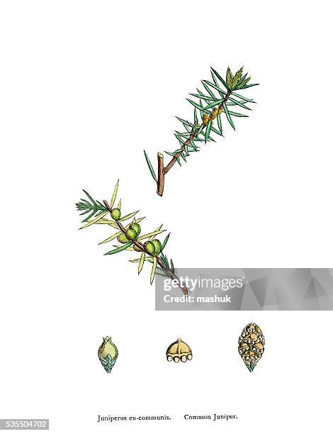 stockillustraties, clipart, cartoons en iconen met junipers tree branch with berries - jeneverbes conifeer