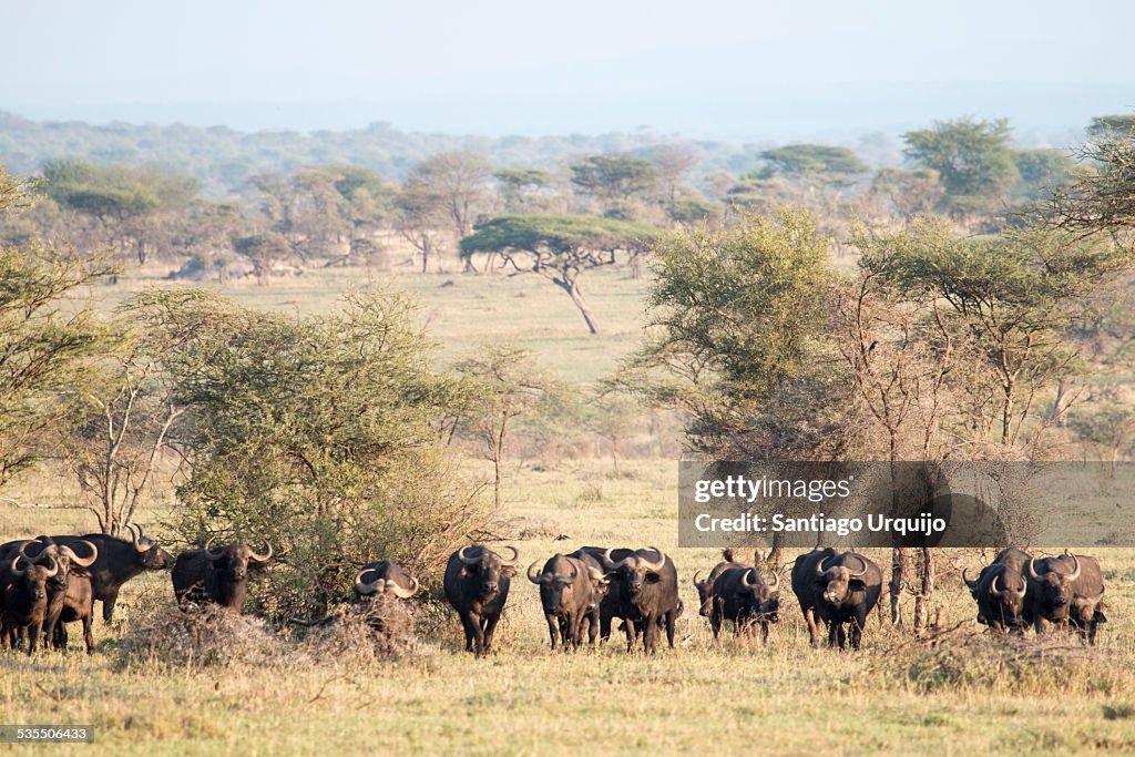 A buffalo herd on grassland plains of Serengeti