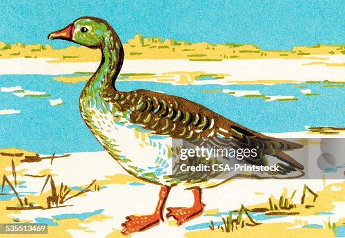 Duck Duck