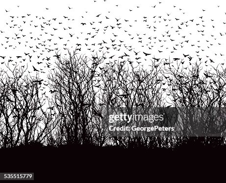 Large flock of birds Large flock of birds