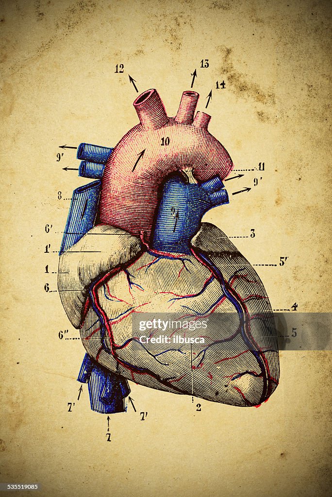 Medizinische wissenschaftliche illustration auf Gelbes Papier: Herz