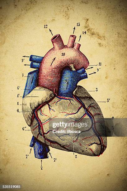 medical scientific illustration on yellow paper: heart - human heart stock illustrations