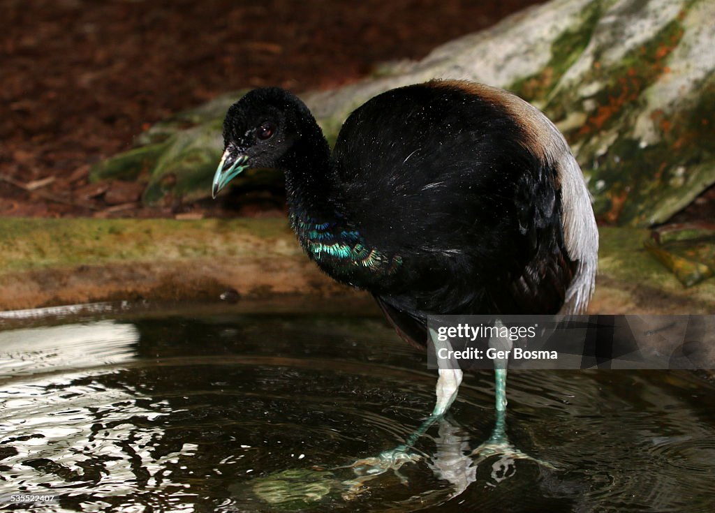 Grey-winged Trumpeter