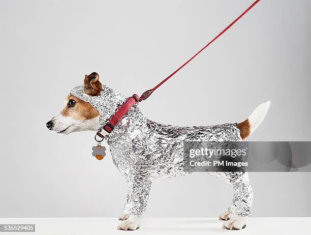 dog wrapped in foil - collar up imagens e fotografias de stock