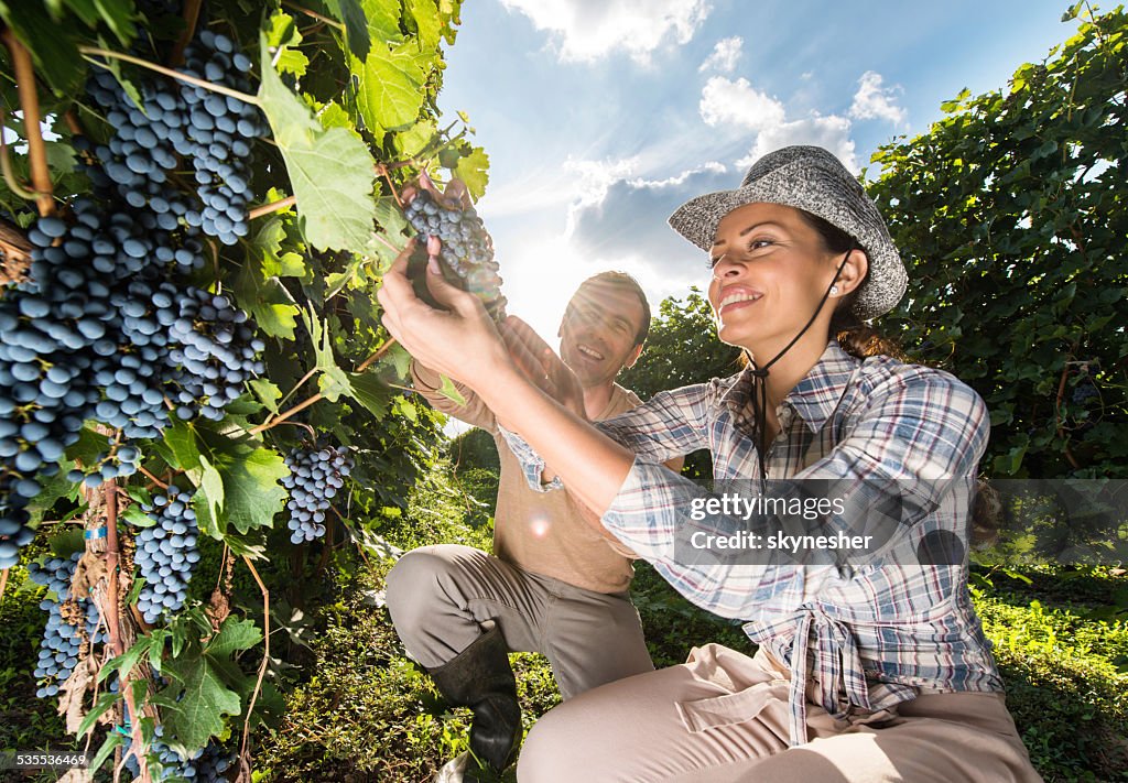 Couple heureux dans les vignobles.