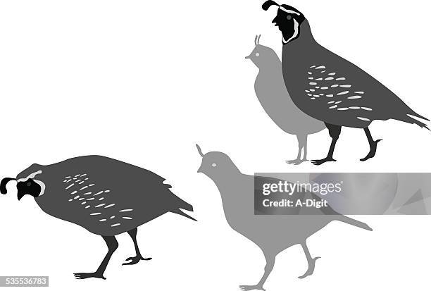 quailfamily - quail bird stock illustrations