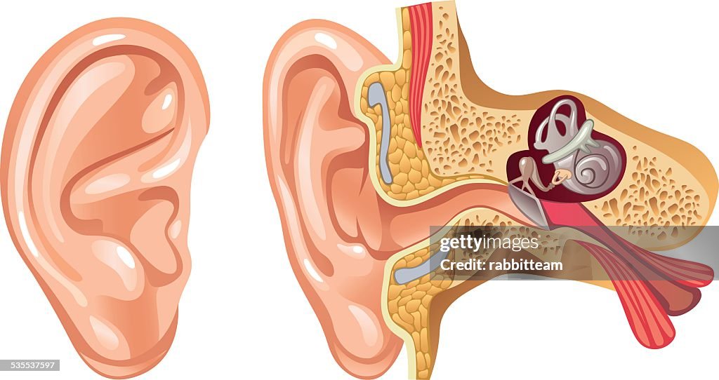 1 Ear Anatomy Of Human Ear Cross Section Illustration High-Res Vector Graphic ...