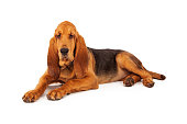 Adorable Large Bloodhound Puppy