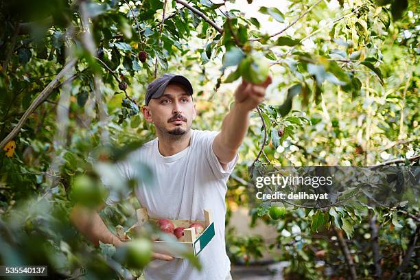 harvesting - apple picking stock pictures, royalty-free photos & images