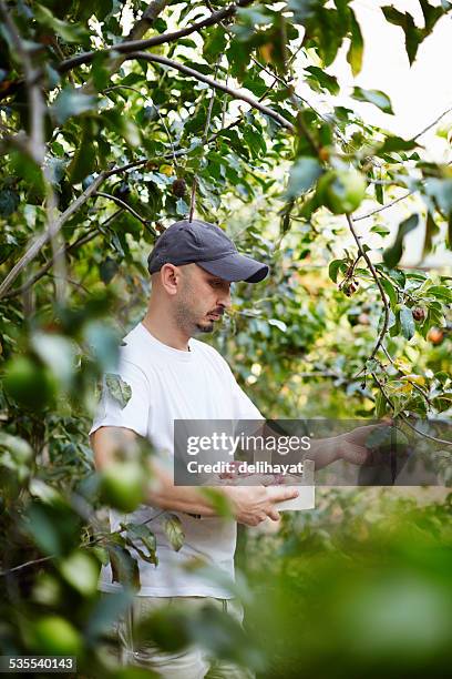 apple harvest - planting apple tree stock pictures, royalty-free photos & images