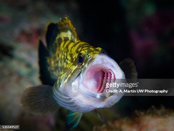 dusky grouper yawning - gill stock pictures, royalty-free photos & images