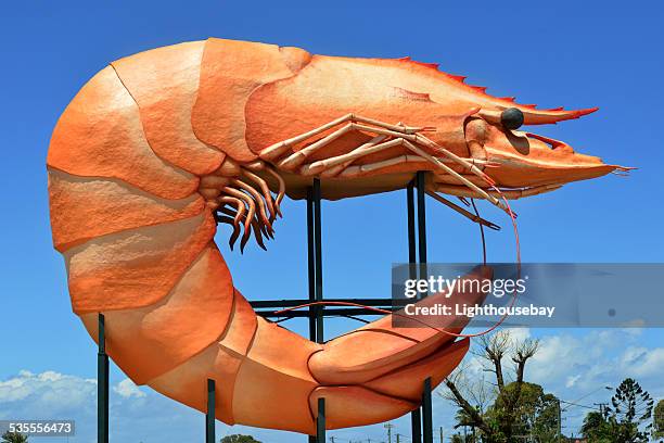 the big prawn, ballina, australia - road trip new south wales stock pictures, royalty-free photos & images